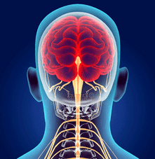 ilustrace nervových kanálků krční páteře